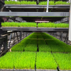 Seedling Raising Line