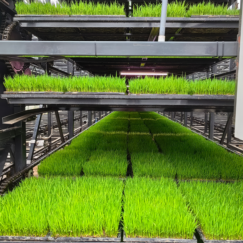 Seedling Raising Line