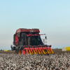 Cotton Picker