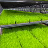 Seedling Raising Line